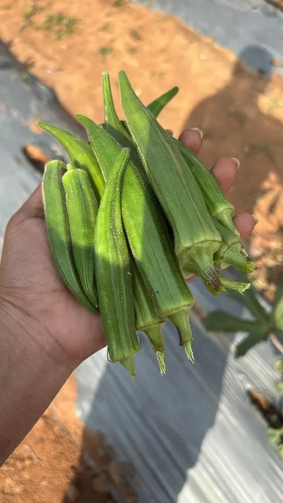A hand holding freshly picked okra