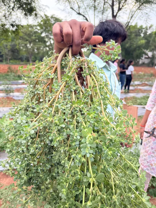 A hand holding up a pulled purslane plant in a field