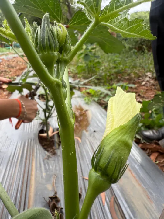 A close view of an okra bud and leaves