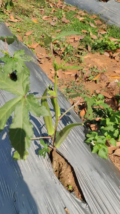 An okra pod growing on its plant over mulch