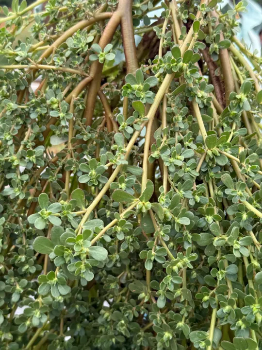 A dense tangle of purslane stems and leaves
