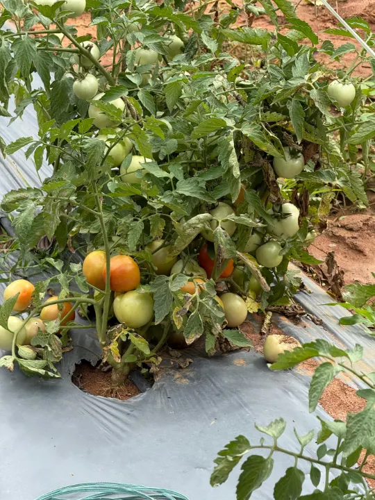 Tomato plants with ripening orange and green fruit