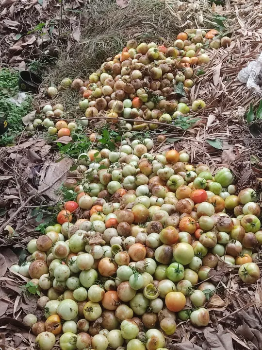 A heap of discarded tomatoes on the ground