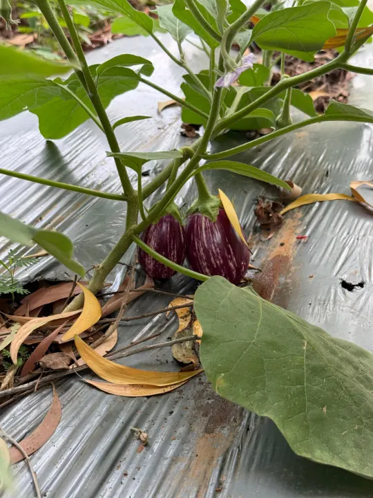 A brinjal hidden under the leaves of its plant