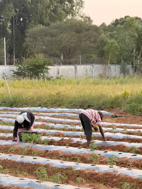 Two people working between long mulched rows